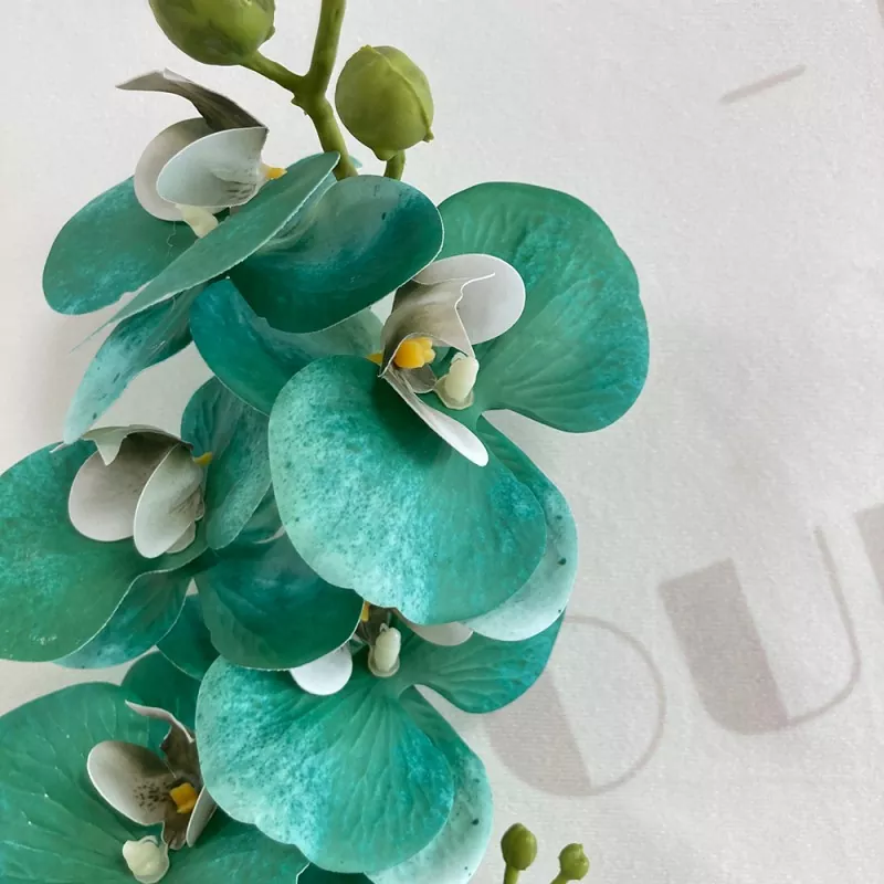 white silk phalaenopsis orchid flowers 